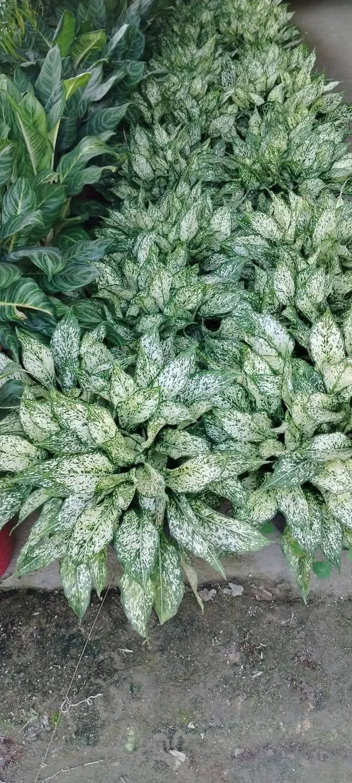Aglaonema snow white