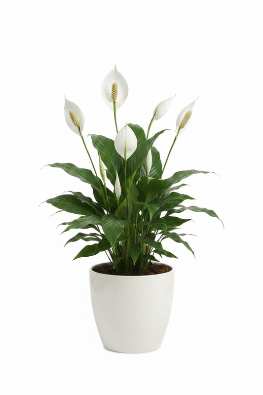 Peace lily