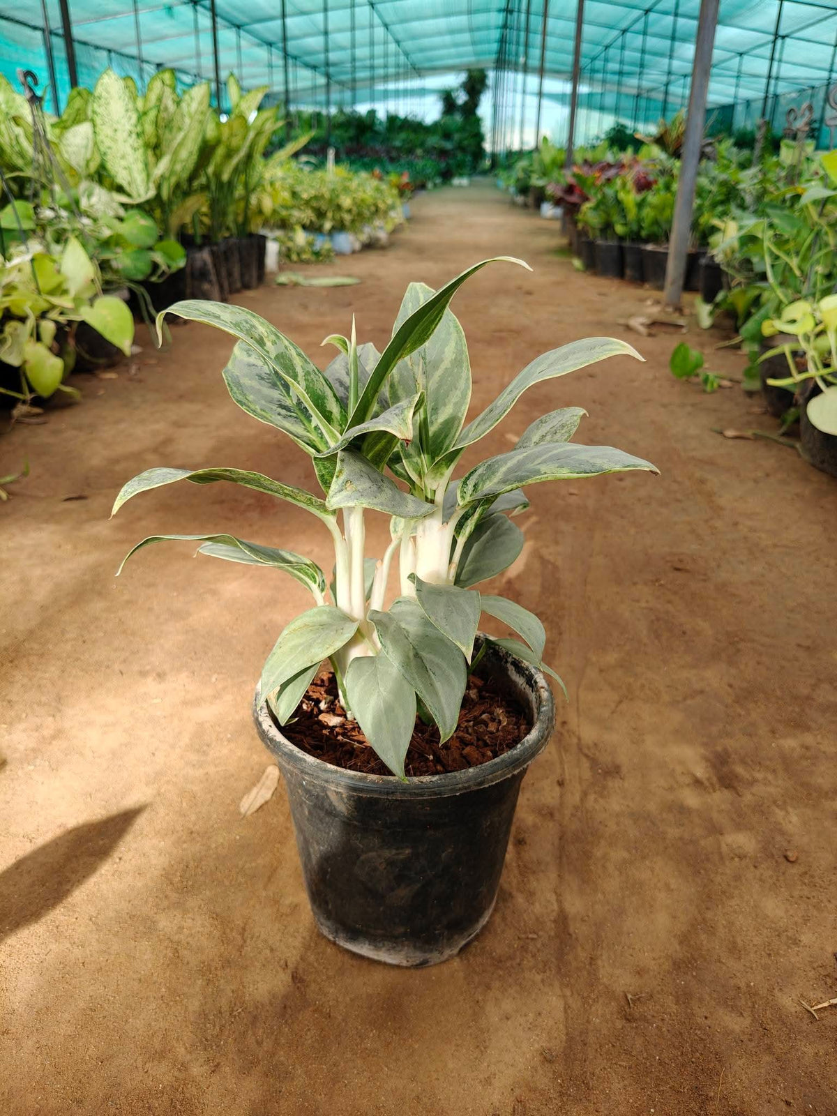 Aglaonema combo