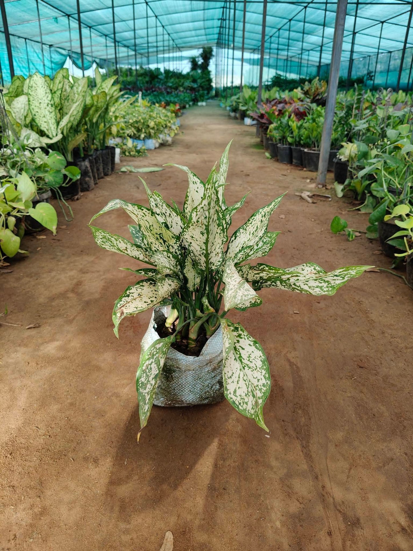 Aglaonema combo