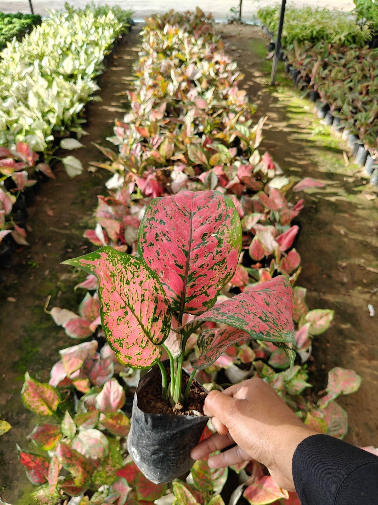 Aglaonema combo