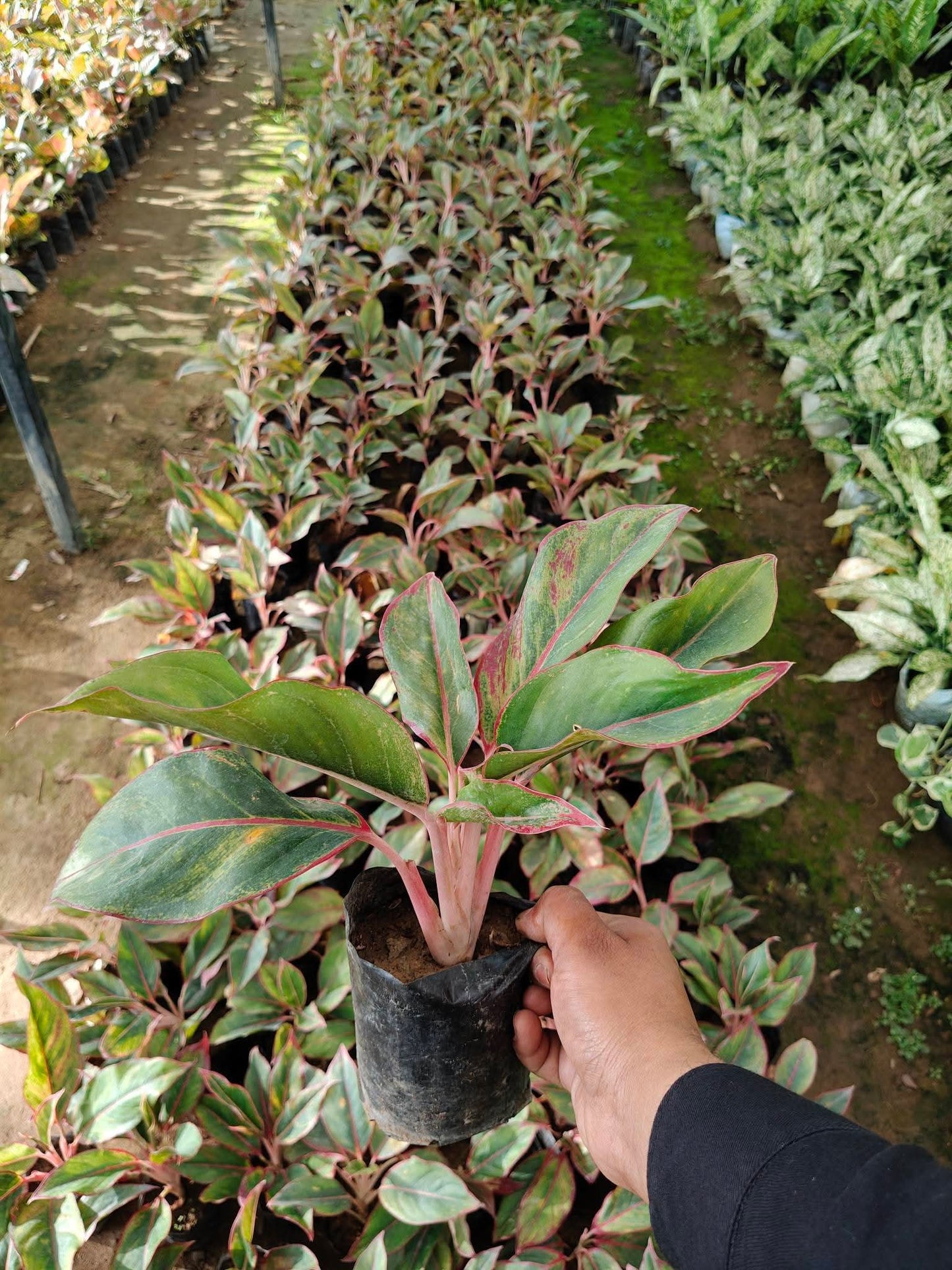aglaonema for sale philippines Aglaonema combo – Heaven and Harmony