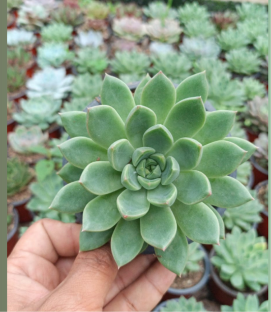 Echeveria
