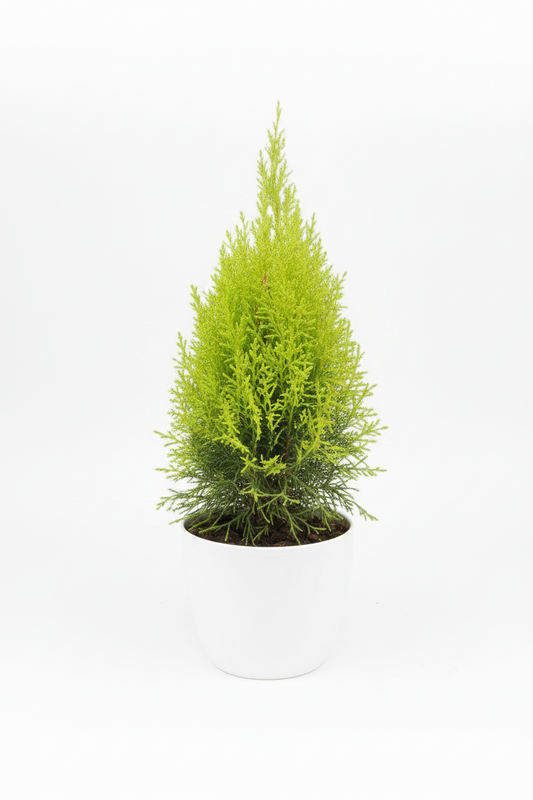 Thuja plant ( 2ft. Tall )