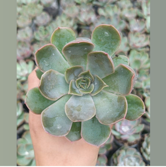 Echeveria Green