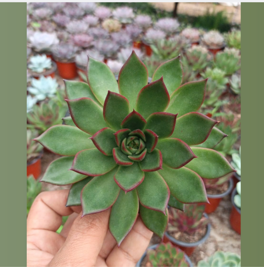 Echeveria roobra