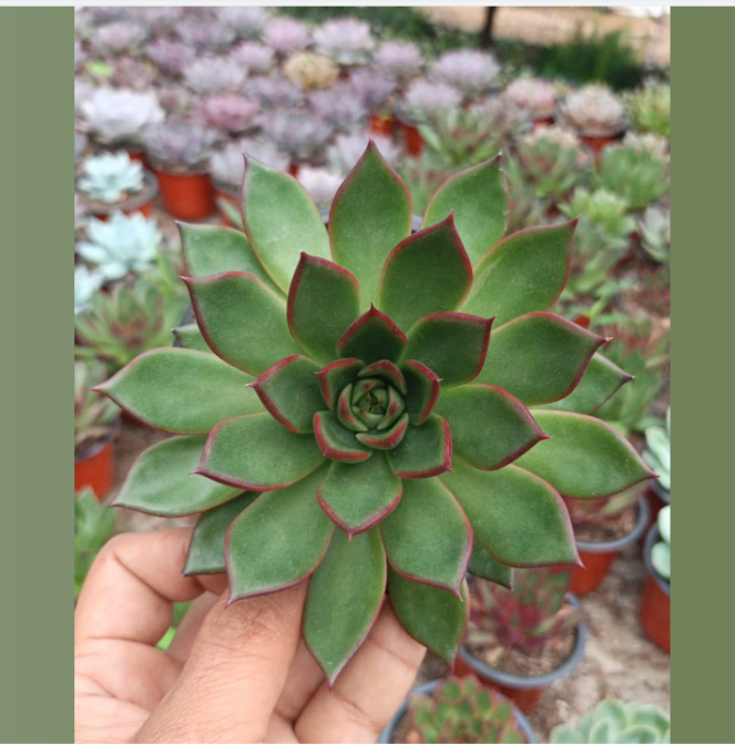 Echeveria roobra