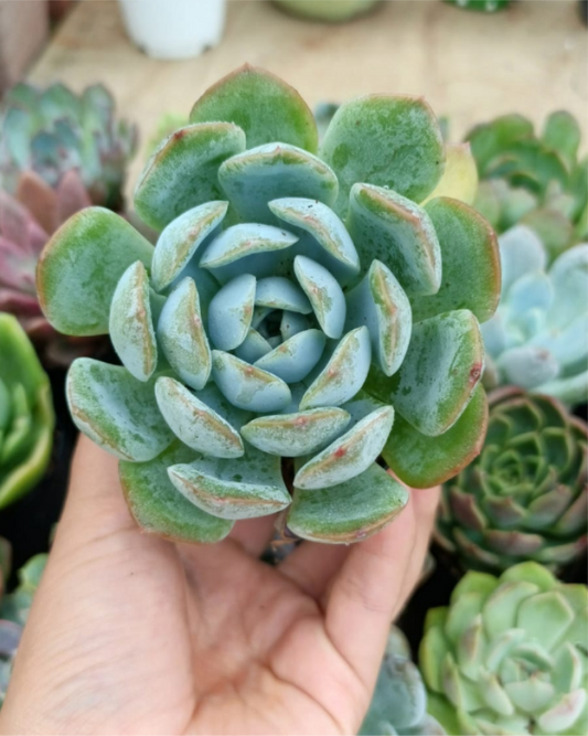 Echeveria watermelon