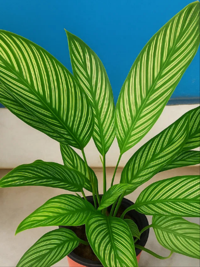 calathea vittata prayer plant Calathea Ornata – Heaven and Harmony