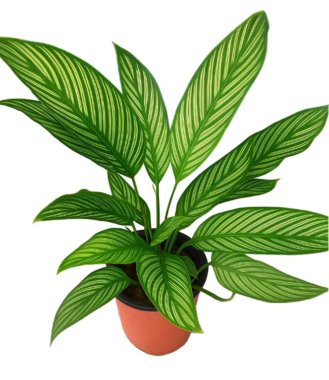 Calathea Ornata