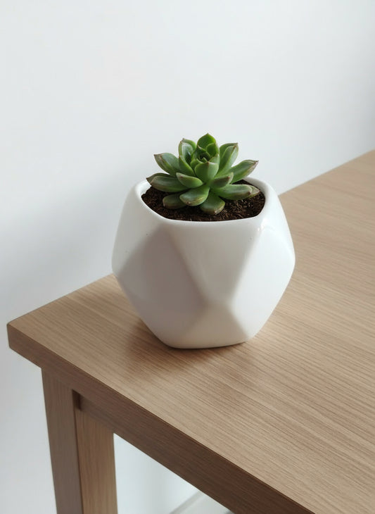 Hexa pot 4"