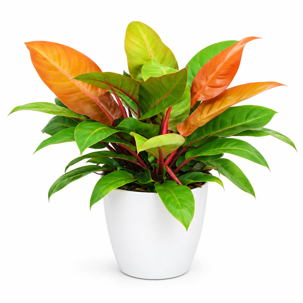 Philodendron Prince of Orange