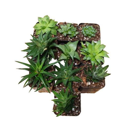 Haworthia Combo