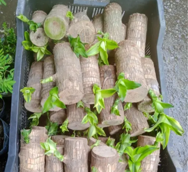 Brazilian Lucky Wood