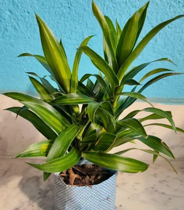 Dracaena Messenger ( Dara Singh)
