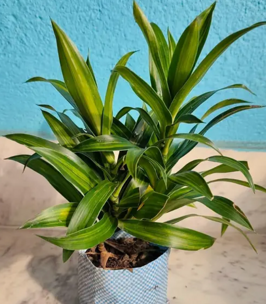 Dracaena Messenger ( Dara Singh)