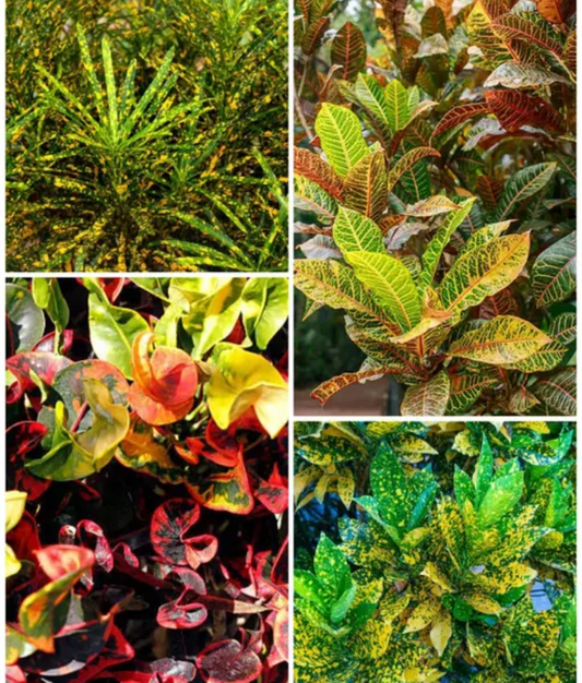 Croton Petra ( Combo of 4 )