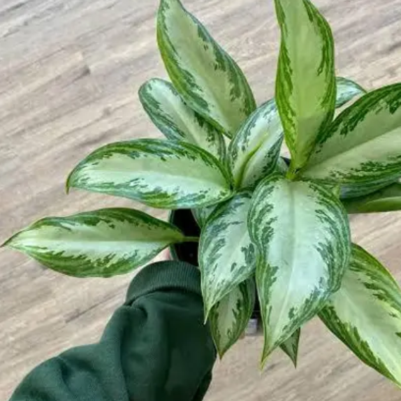 Aglaonema Silver bay