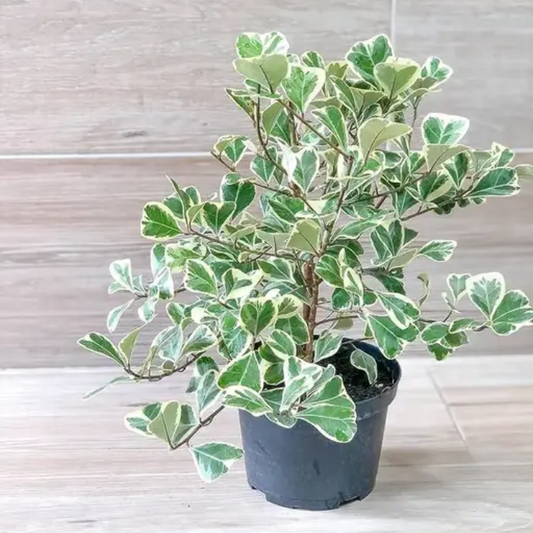 Ficus Triangularis
