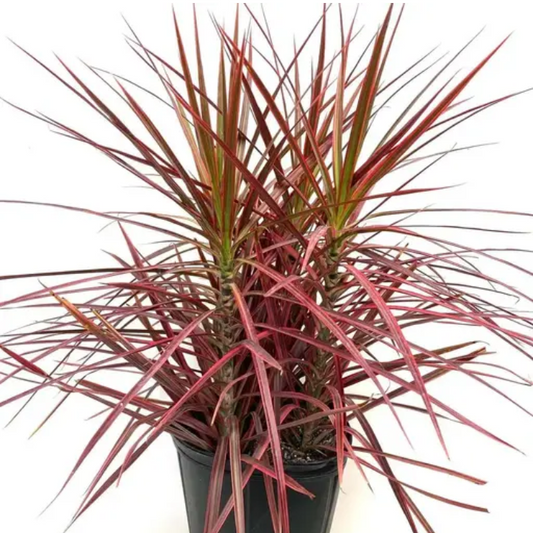 Dracaena Marginata