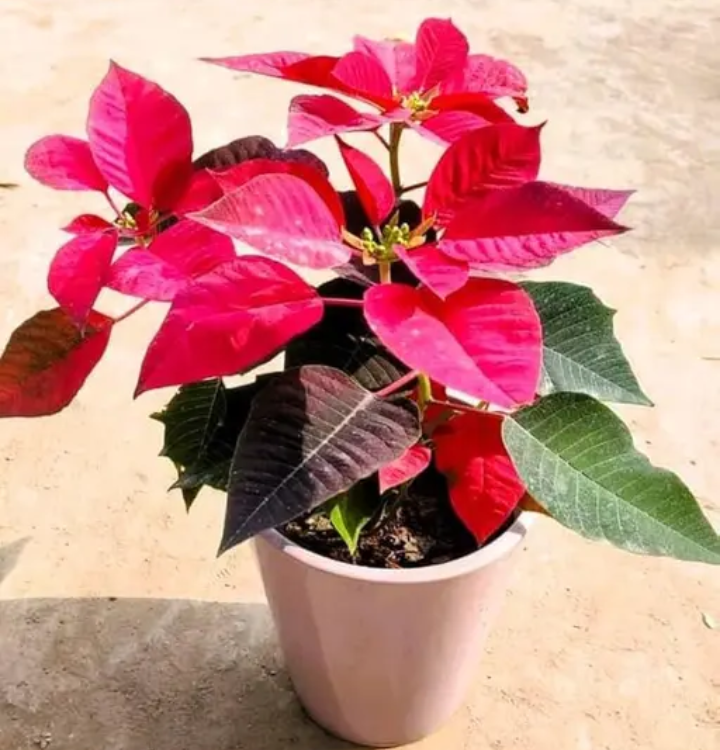 Poinsettia Red
