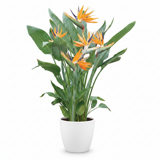 Birds of Paradise