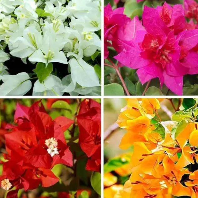 Bougainville ( pack of 4 )