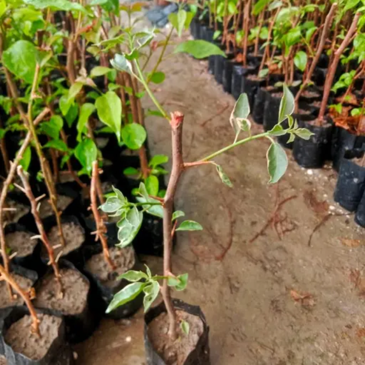 Bougainville ( pack of 4 )