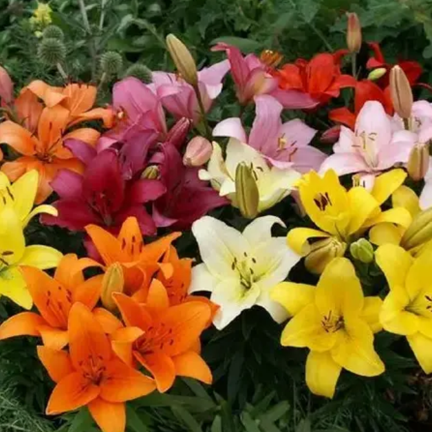 Asiatic Lily bulb ( mix )