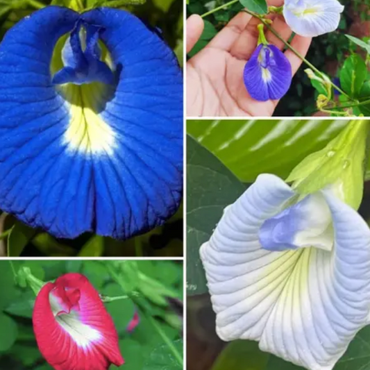 Aparajita rare mix seeds