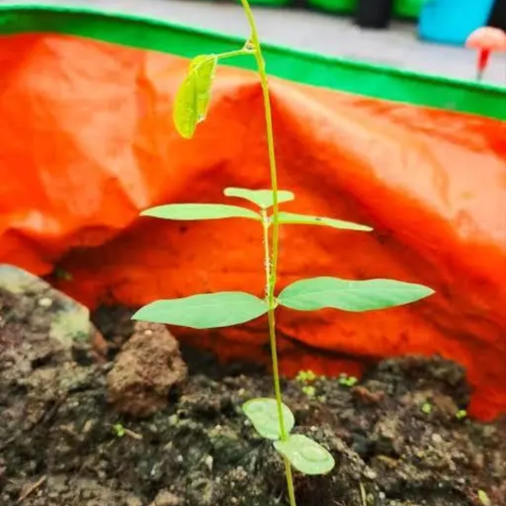 Aparajita rare mix seeds