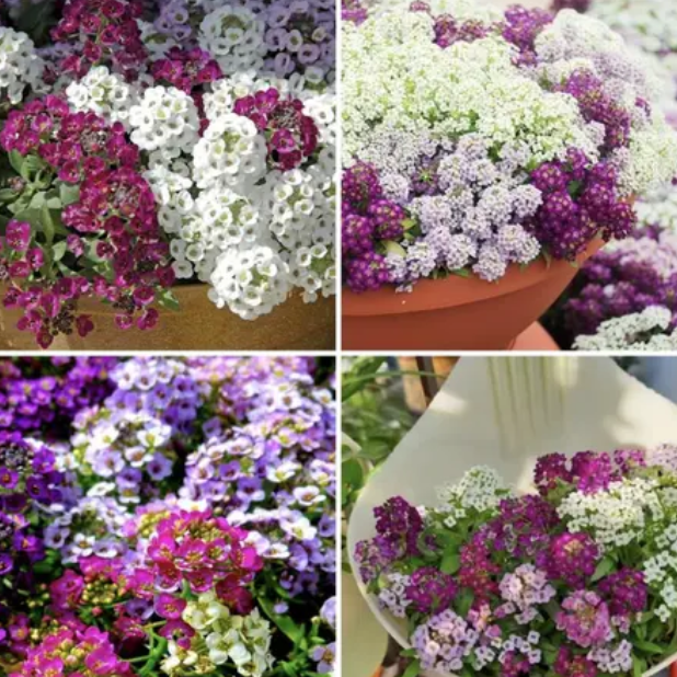 Alyssum multi coloured ( 72 seeds )