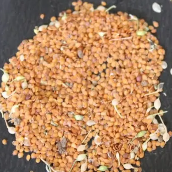 Alyssum multi coloured ( 72 seeds )