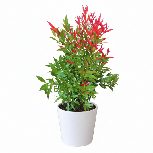 Syzygium