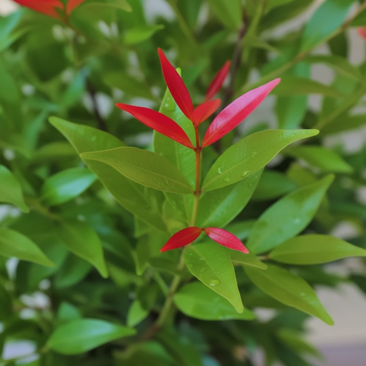 Syzygium