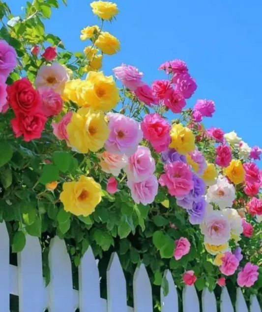 Moss rose ( portulaca) 300 seeds