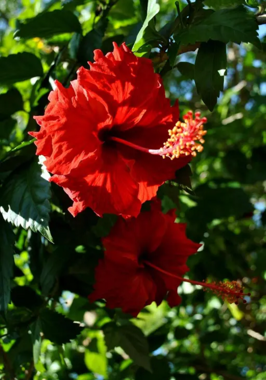 Hibiscus plant