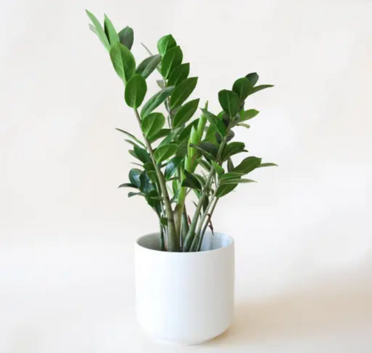 Zz Plant Zanzibar Gem