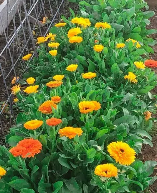 Hybrid Calendula ( 30 seeds )