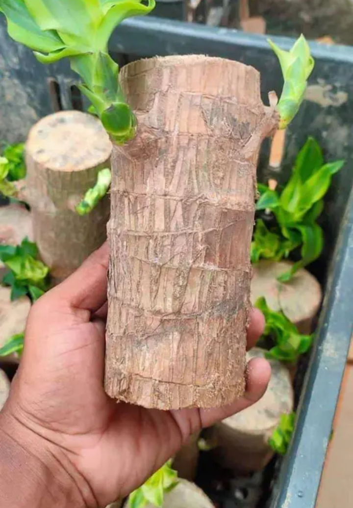 Brazilian Lucky Wood