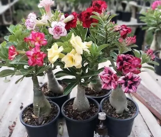 Adenium multicolour ( Pack of 6 plant )