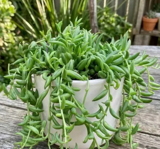 String of Tears