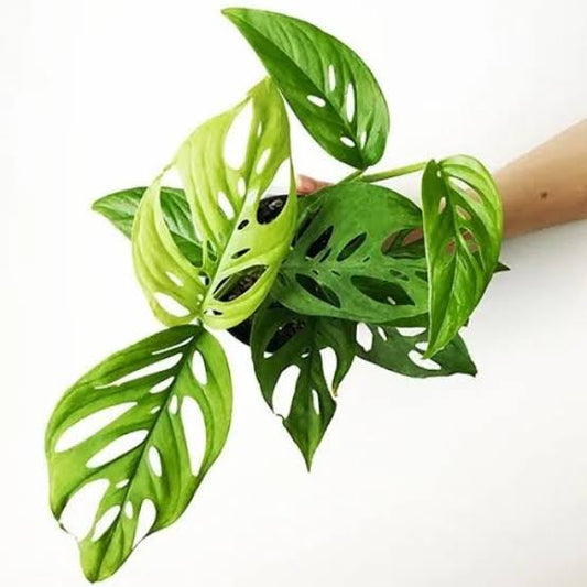 Monstera adansonii