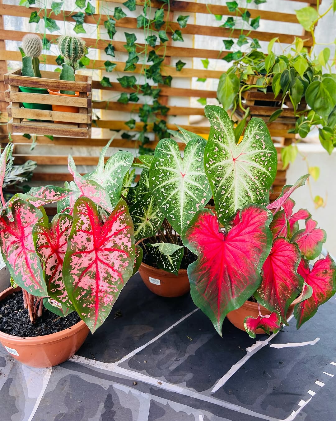 Caladium bulbs ( Pack of 4 )