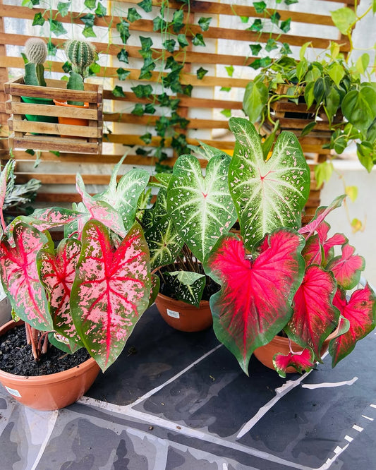 Caladium bulbs ( Pack of 4 )