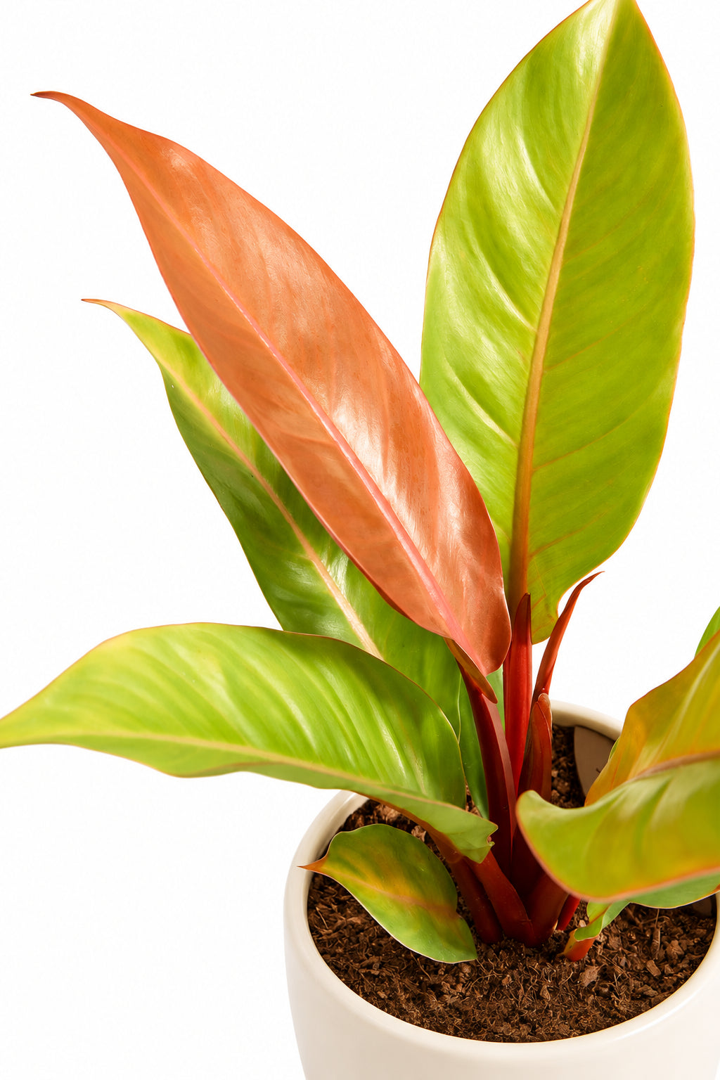 Philodendron Prince of Orange