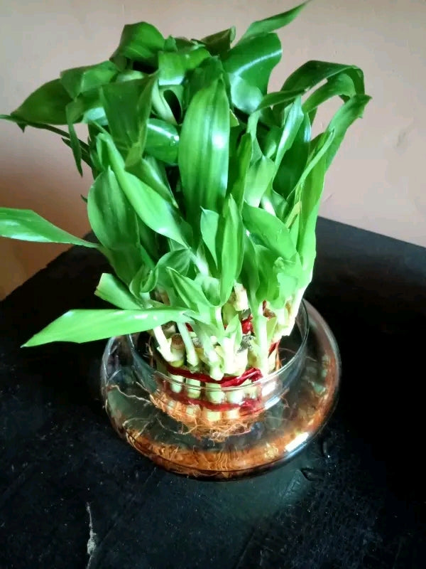 Lucky Bamboo - three layered with Glass bowl