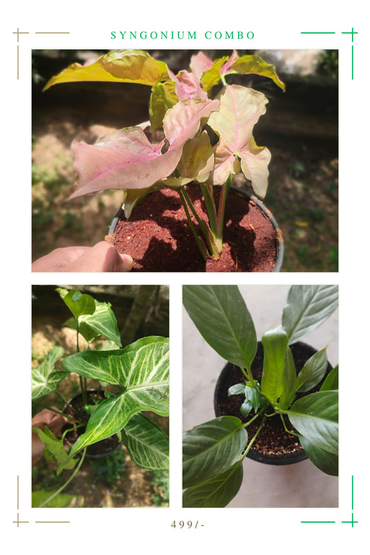 Syngonium combo