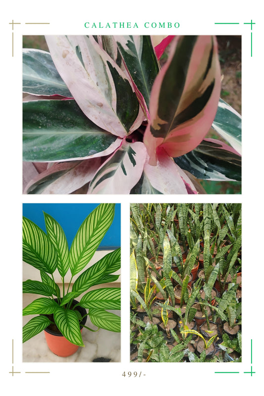 Calathea combo