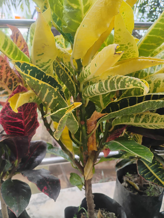 Croton Petra